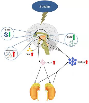 The Relationship Between 5-Hydroxytryptamine and Its Metabolite Changes With Post-stroke Depression